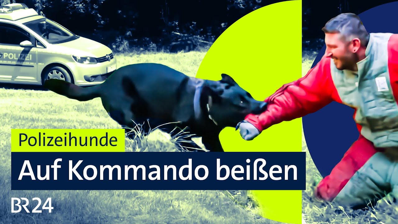Beißen, Suchen, Retten - die schwierige Ausbildung zum Polizeihund | Die Story | Kontrovers | BR24