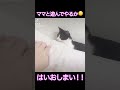 【保護猫】丁寧に人と遊んでやるハチワレ猫#猫のいる暮らし #保護猫 #cat #ねこ