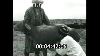 1974г. совхоз Гиссар Пархарский район Таджикистан