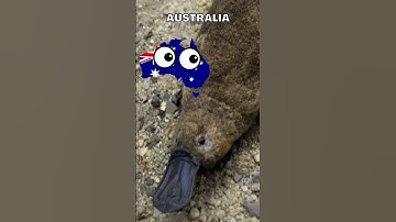 What Are Endemic Animals?