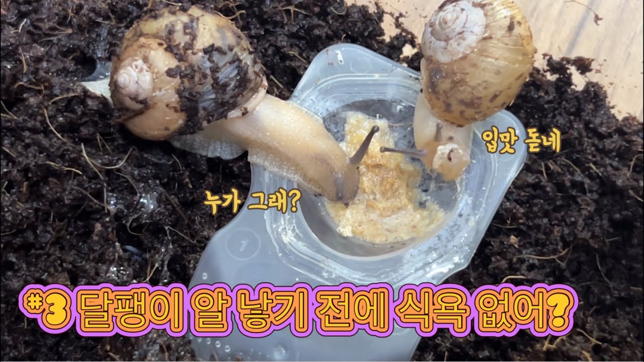 달팽이Vlog🐌#3 명주달팽이 키우기 알 낳기 전 먹방달팽이