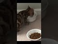 Funny Animal Compilation #foryou #shorts