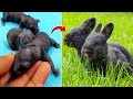 Baby rabbits  1 day to 19 days old  little animals growth day by day