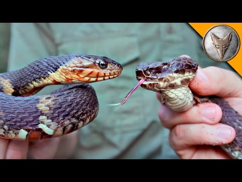 cottonmouth-vs-water-snake!