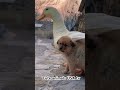 QUACKING EXCITEMENT😍😍😍 ! Puppy's Epic Sprint to Meet Cute Duck#dog#puppy#trending #shorts#duck
