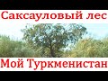 Саксауловый лес. Туркменистан. По просьбе подписчиков.