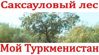 Саксауловый лес. Туркменистан. По просьбе подписчиков.