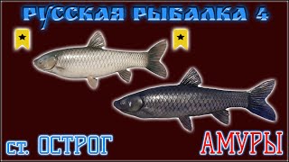: 4    /   4    / RUSSIAN FISHING 4 OLD BURG GRASS CARP