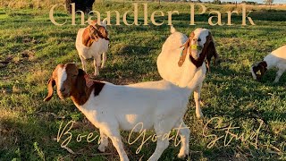 Australian Boer Goat Farming @ChandlerParkGoatStud ,I get put on the floor by an Angry Buck!