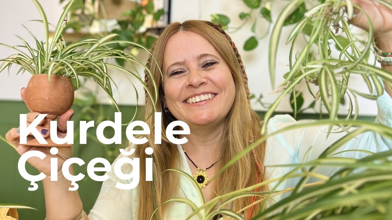 A'dan Z'ye Kurdele Çiçeği: Yavru Ayırma, Saksı Değişimi ve Bakım