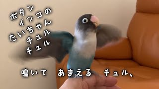 ボタンインコのたいちゃん！鳴いて甘える　チュル