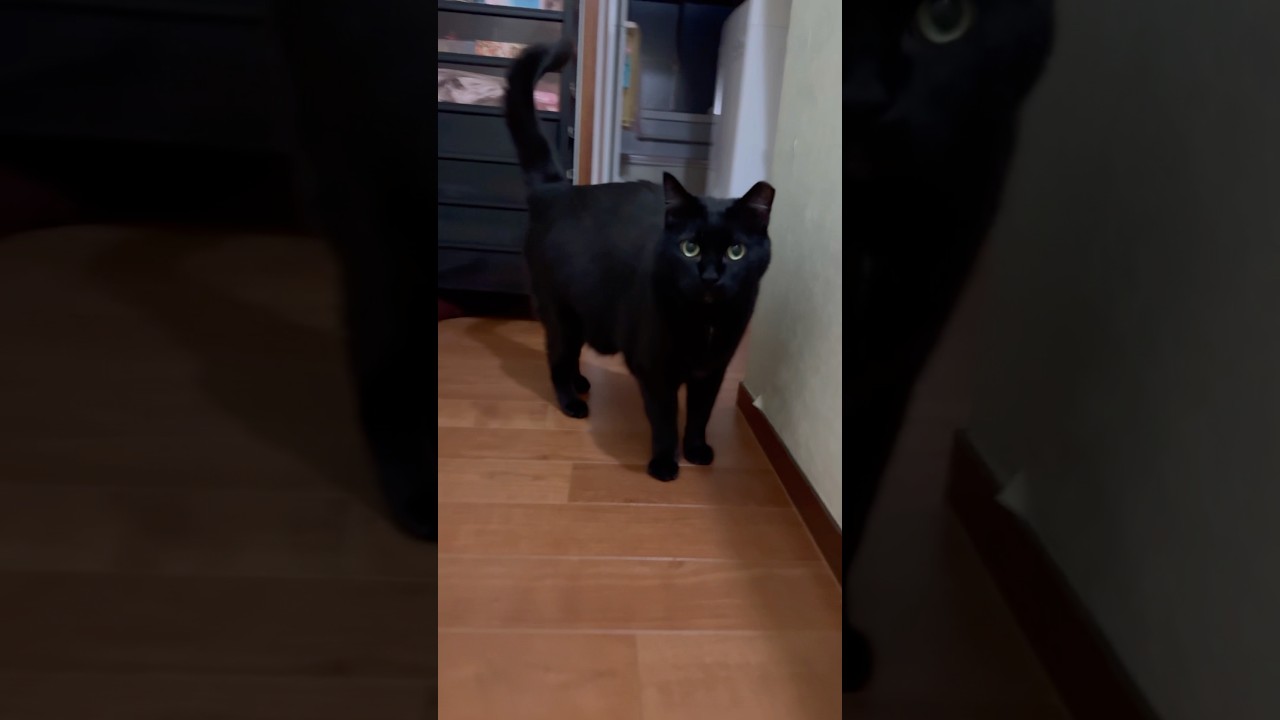 とてつもなく早いしんちゃん #blackcat #黒猫