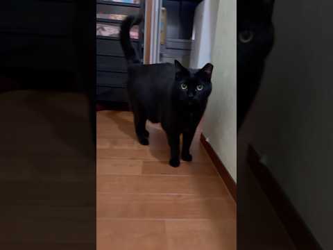 とてつもなく早いしんちゃん #blackcat #黒猫