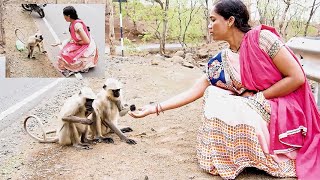 Woman Feeds Monkey - Purely Cute || woman feeding baby monkey