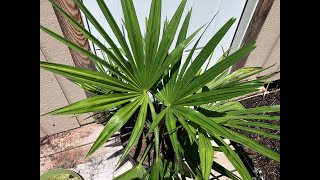I Finally Bought a Windmill Palm (Trachycarpus Fortunei)