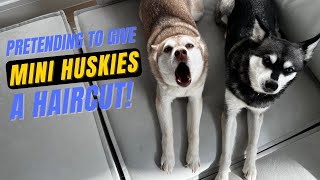 NO HAIRCUTS! Pretending To Give DRAMATIC Mini Huskies A Haircut!