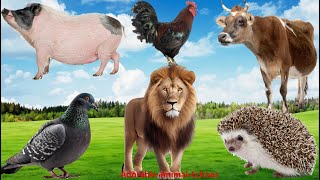 Animal Farm Sounds: Pigeon, Pig, Porcupine, Cow, Chicken, Lion - Soothing Music in Nature