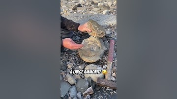 Large 😮Fossil Surprise ! 🎁#fossil#fossilhunting#satisfyingvideo