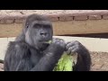 Burgers zoo  gorilla troop is playing in the indoor enclosure