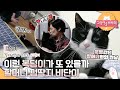 고양이를 부탁해 - 비단이 할머니의 소원_#001