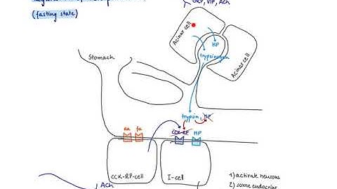 Brandl’s Basics: Production and regulation of CCK (cholecystokinin)