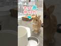 水をずっと待ってたウサギがかわいい。#ネザーランドドワーフ #コッペパン #うさぎ #うさぎのいる暮らし #ウサギ #うさぎのいる生活 #shorts