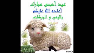 كل سنة وكل بيت فيه خروف وربنا يعيده على الامه الاسلاميه كلها بخيروسعاده