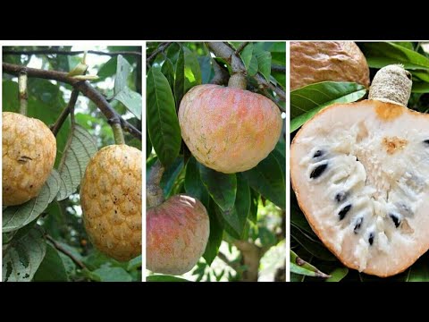 Jamaican Custard Apple Eating Delicious Jamaican Custard Apple In My Backyard Hunter Hotel Youtube