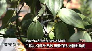 占地2公頃.逾50年 臺灣最大胡椒園在六龜【客家新聞20230330】