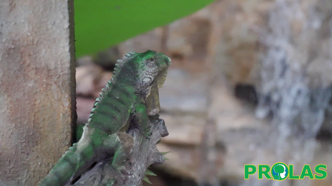 PROLAS Waterfall Feature