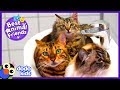 Sweetest Cat Finds Lost Kitten And Makes Her Part Of His Family | Animal Videos For Kids | Dodo Kids