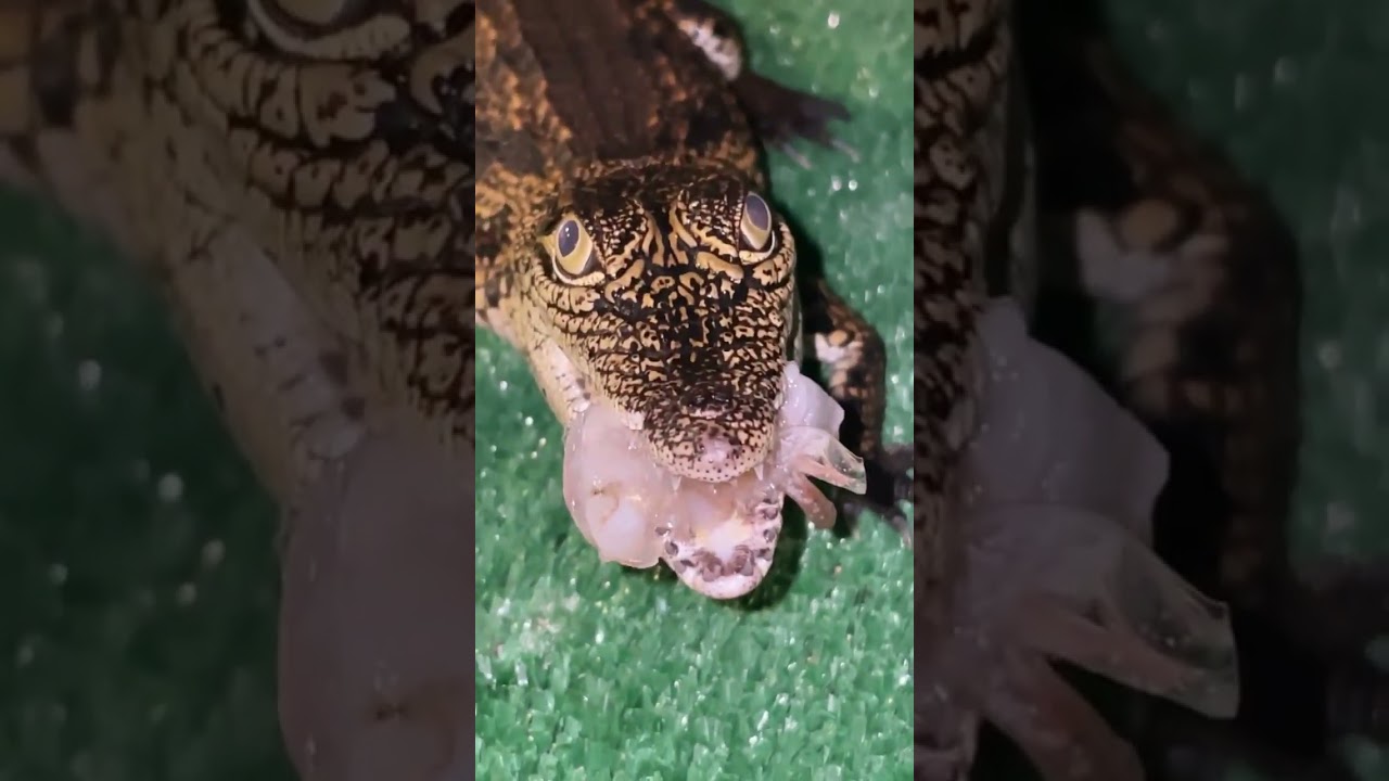 Bernie The Nile Crocodile loves shrimp‼️🔥🐊 