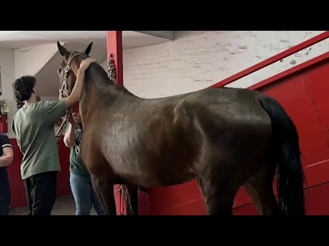 Outrage mounts after NYC carriage horse collapses, dies on street in Hell's Kitchen