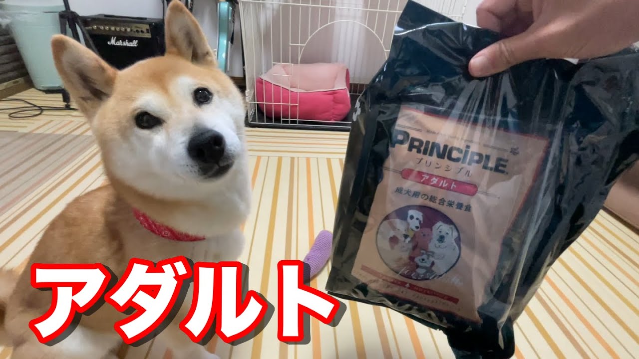 柴犬小春 アダルトなフードが転がっとったよってに プリンシプルアダルト Youtube