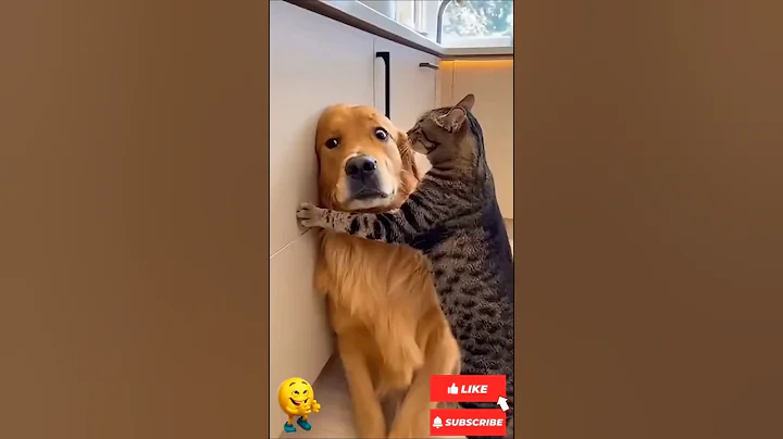 Video 11882101: cat collection, cat funny dog cute