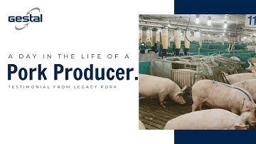 Pork producers share how an automated sow feeding system like GESTAL can help day-to-day operations.