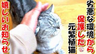 【保護犬  子犬  元繁殖猫】子犬達がプレデビューしました＆劣悪な環境から保護した元繁殖猫のかえでちゃん嬉しいお知らせ＋おまけコーナー