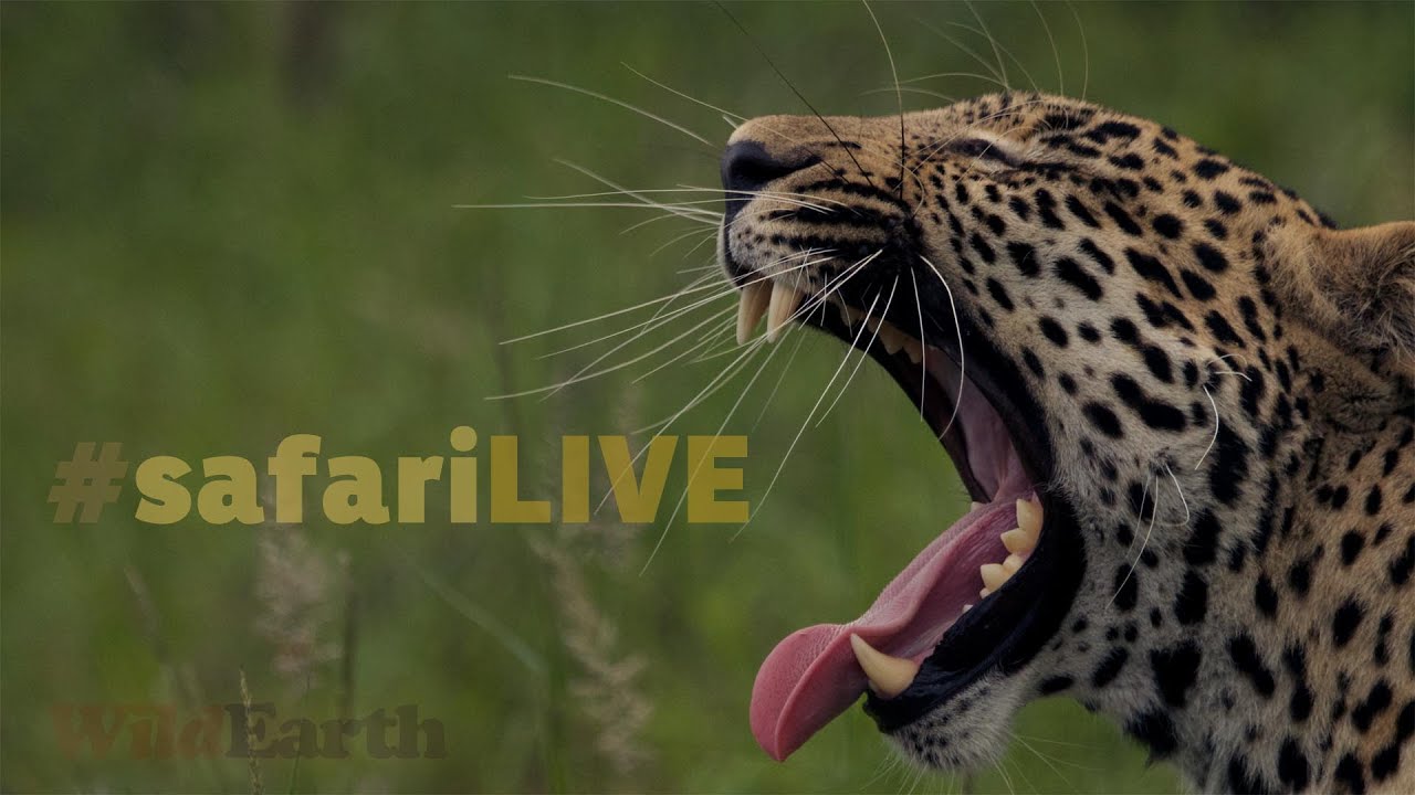 website live stream not working safariLIVE - Sunrise Safari - June 09, 2017