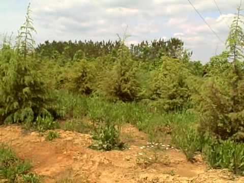 Shakey Cameras, Dogs, and Tree Orchards