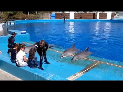 Video: Como Se Ven Los Delfines De Acuario