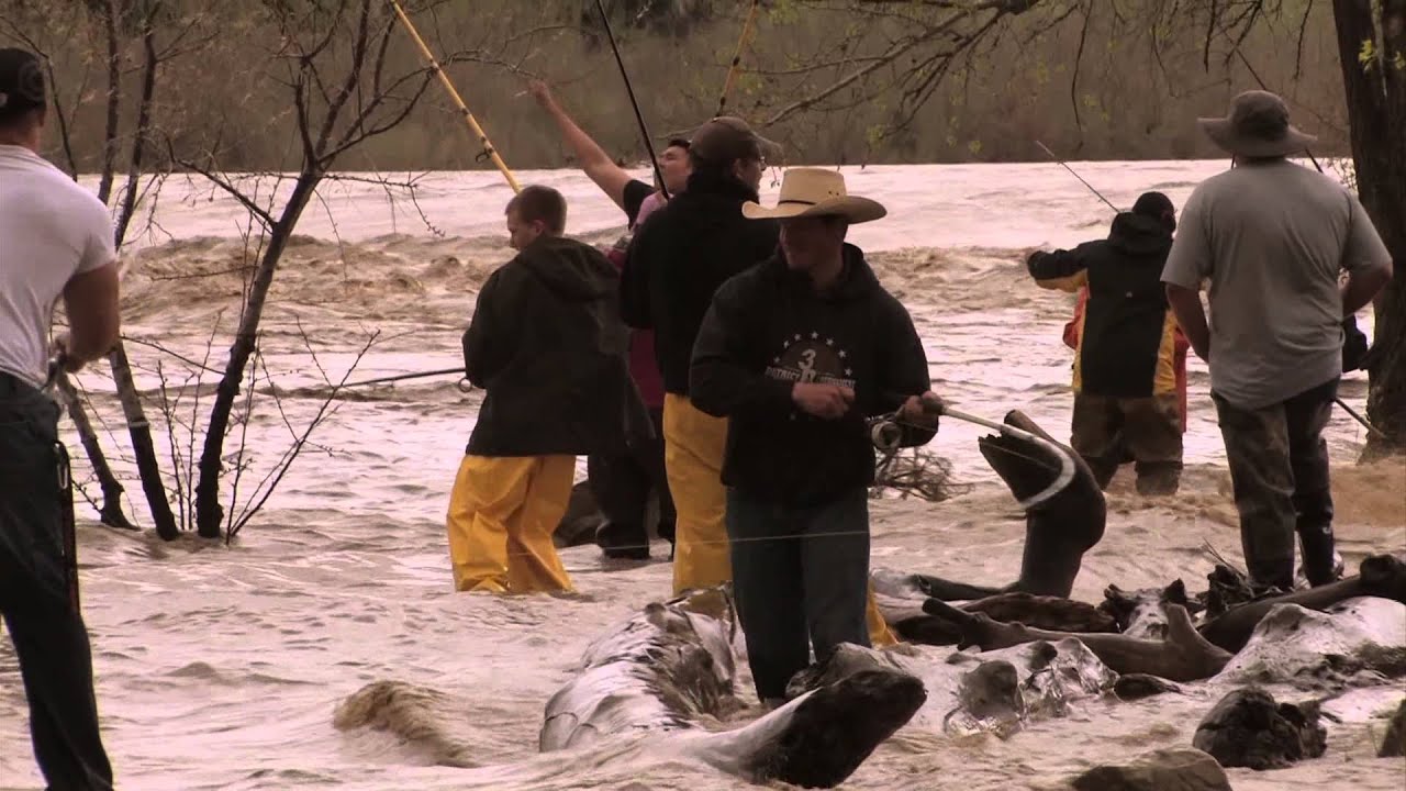 Glendive Paddlefish Fishing Mayhem in Dinosaurville Montana YouTube