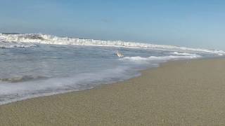 Coastal Clean Up @ San Clemente Beach
