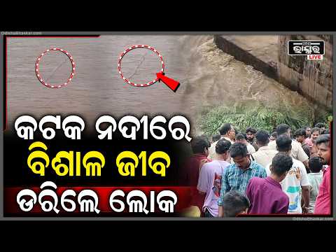 କଟକ ନଦୀରେ ଭାସୁଛି ବିଶାଳ ଜୀବ, ଡରିଲେ ଲୋକ  I  Cuttack Flood