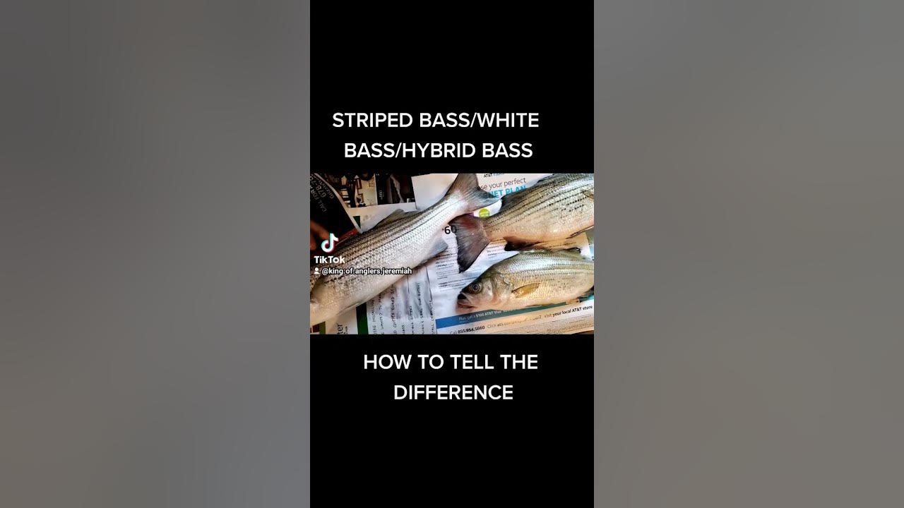 STRIPED BASS VS. WHITE BASS VS. HYBRIDS - WHAT'S THE DIFFERENCE