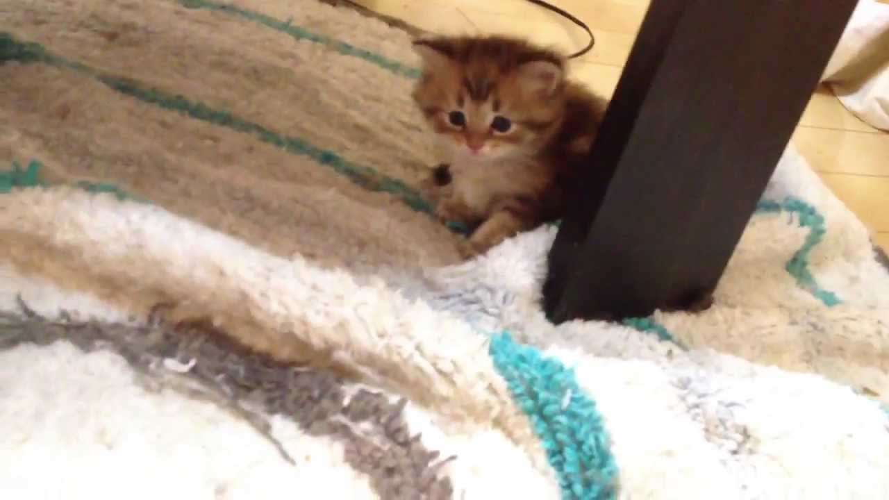 猫 かわいい イラスト 産まれて一ヶ月の子猫たち one month old kittens