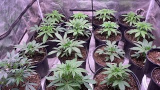 Indoor cannabis grow 2025: new seeds update