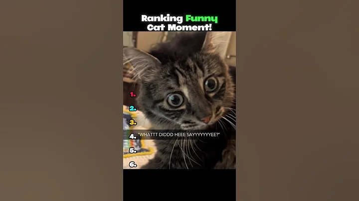 Watch the video about Ranking Best Funny Cat Videos