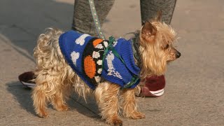 The Benefits of Relaxation and Massage Techniques for Yorkies