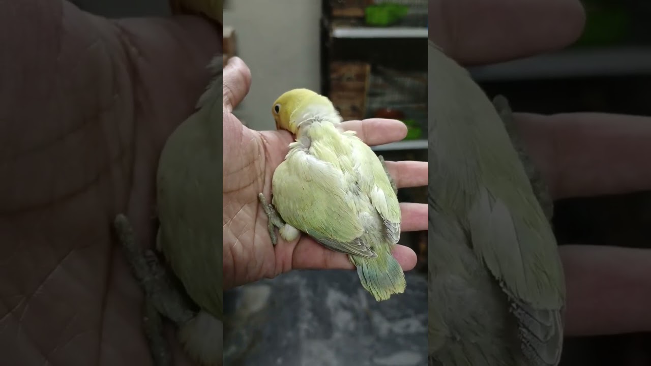 Beautiful Green & Parblue Oplaine Dilutes Video Compilation 