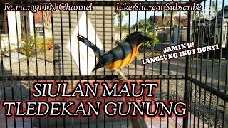 SIULAN TLEDEKAN GUNUNG GACOR BIKIN BURUNG ANDA LANGSUNG IKUT BUNYI || PANCINGAN SUARA TLEDEKAN